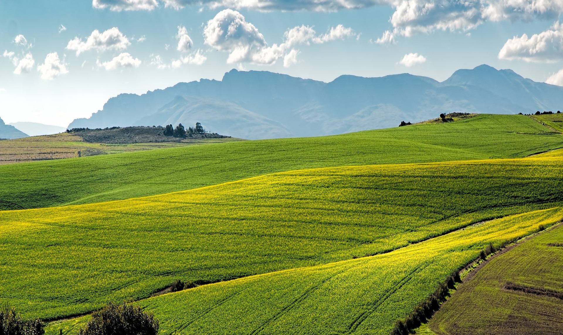 fields