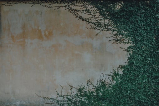 A rendered wall with green foliage growing across it