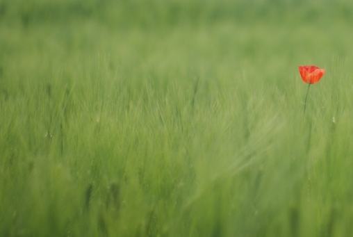 red flower on green grass field during daytime photo