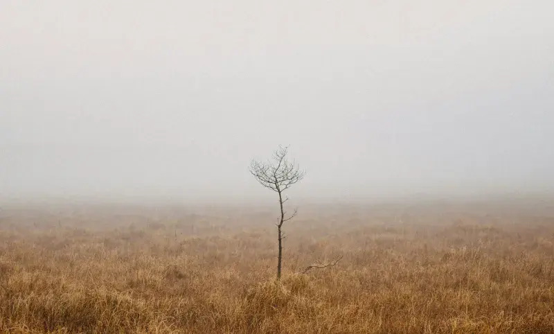 A small, twiggy tree stands alone in the fog