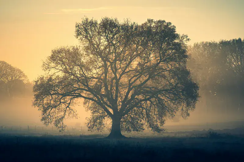 Silhouette of an oak tree against a yellow misty sunset